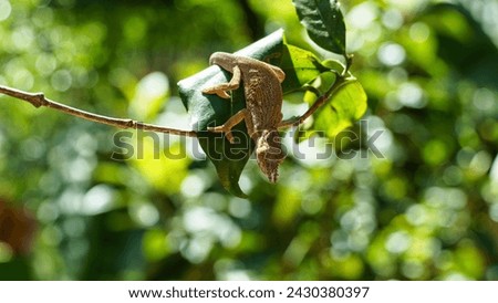 Chameleon two-horned on leaf in the jungle Kilimajaro mountains Tanzania Africa 2022. High quality photo