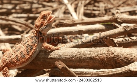 The bearded dragon doing  thermoregulation to reach ideal temperature Royalty-Free Stock Photo #2430382513