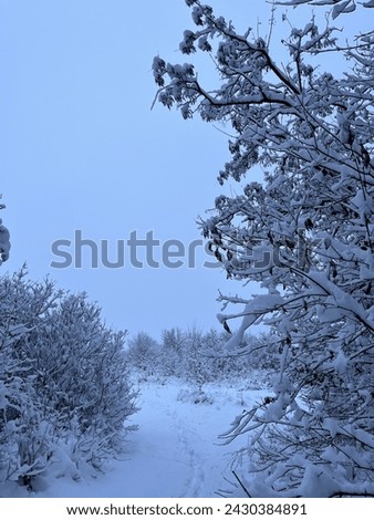 A beautiful photo of winter. A fabulous winter. Nature. Forest. Красивые фото зимы. Сказочная зима. Природа. Лес.