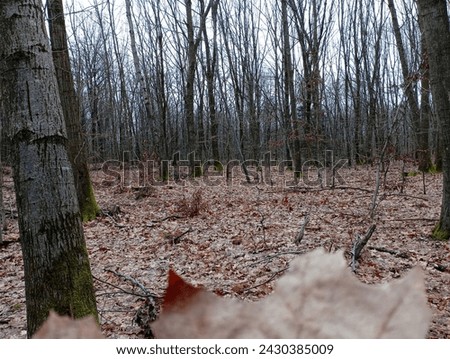 A spring fairy-tale landscape in a young oak forest. The forest is covered with fallen oak leaves. Rhythmic young trees. Royalty-Free Stock Photo #2430385009