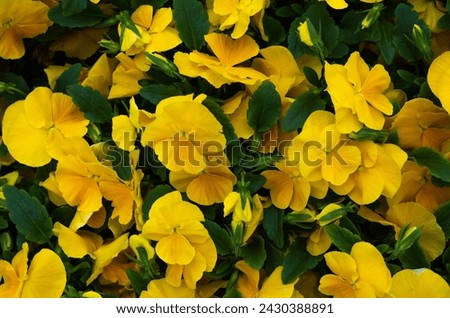 close-up of colorful pansies in a flower bed