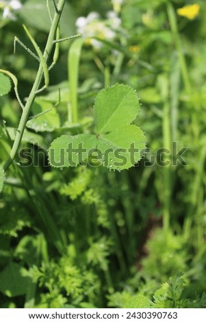 Unveil the intricate beauty of nature with this captivating close-up of clover leaves, their vibrant greens and purples glistening with morning dew. Perfect for photographers, designers.