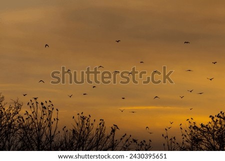 Flock of birds flying in the sky at sunset, nature background