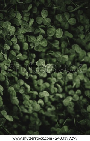 Clover field, green moody trefoil, symbol of luck, hope, faith, love, Irish, background texture pattern, top view