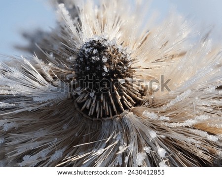 frost on a dry plant in a winter meadow
