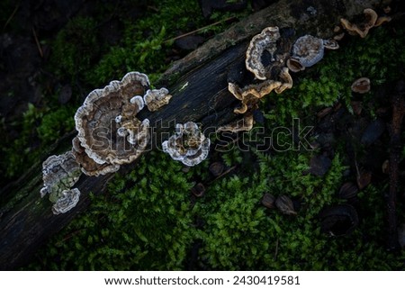 Colorful hairy curtain crust (Stereum hirsutum) on a dead tree