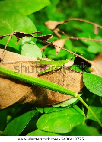 Grasshoper on the fallen leaves and wild grass 