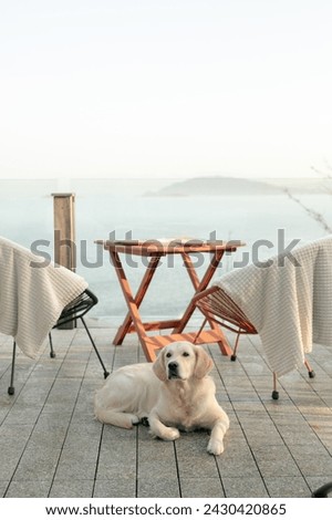 Golden retriever lying on patio with sea view. Outdoor pet photography with copy space. Peaceful living and pet-friendly travel concept