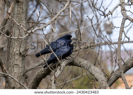 Rooks walk in the park on a sunny spring day. Birds in the city. Royalty-Free Stock Photo #2430423483