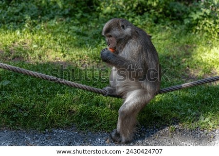 Japanese macaques: playing in alpine mountain spruce forest, Monkey Mountain Park, sitting on a rope and eating carrots Royalty-Free Stock Photo #2430424707