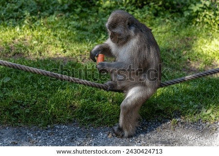 Japanese macaques: playing in alpine mountain spruce forest, Monkey Mountain Park, sitting on a rope and eating carrots Royalty-Free Stock Photo #2430424713