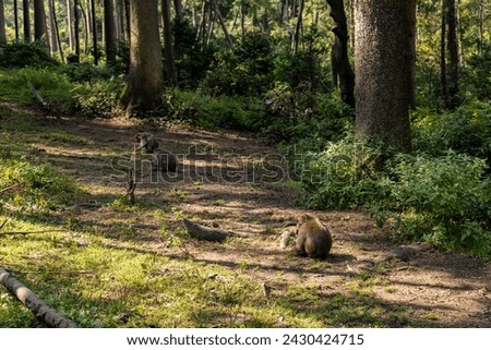 Japanese macaques: playing in an alpine mountain spruce forest, Monkey Mountain Park Royalty-Free Stock Photo #2430424715
