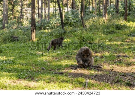 Japanese macaques: playing in an alpine mountain spruce forest, Monkey Mountain Park Royalty-Free Stock Photo #2430424723