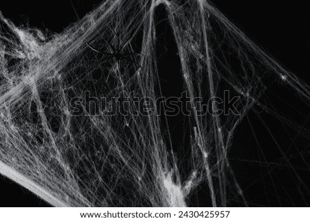 Spider on white cobweb against black background