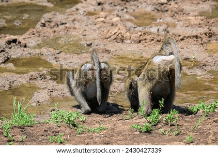 Olive baboons drinking water from a puddle of water