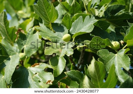 Ficus carica with fruits grows in August. The fig is the edible fruit of Ficus carica, a species of small tree in the flowering plant family Moraceae. Rhodes Island, Greece Royalty-Free Stock Photo #2430428077
