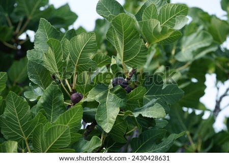 Ficus carica with fruits grows in August. The fig is the edible fruit of Ficus carica, a species of small tree in the flowering plant family Moraceae. Rhodes Island, Greece Royalty-Free Stock Photo #2430428631