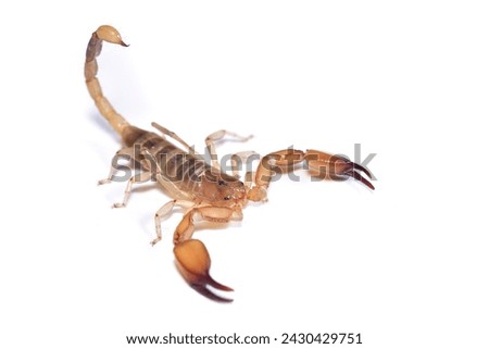 Closeup picture of a male of the infamous and possibly dangerous yellow scorpion Hemiscorpius arabicus (Scorpiones: Hemiscorpiidae) from the United Arab Emirates, photographed on white background.