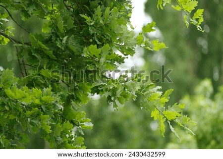 green oak branches in beautiful light, young green leaves oak, Quercus robur in spring garden, summer park, picturesque peaceful natural background, blur organic plant leaves shallow depth field