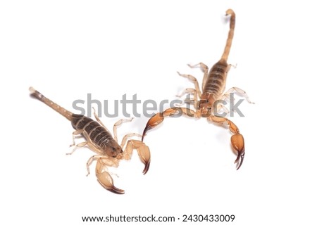 Closeup picture of male (right) and female of the infamous and possibly dangerous yellow scorpion Hemiscorpius arabicus (Scorpiones: Hemiscorpiidae) from the United Arab Emirates on white background.