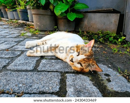 Portrait of a striped white-orange-haired cat. A big orange cat is sitting on a residential street. A cat sits in front of the house in the morning. A pet enjoys the morning sun.