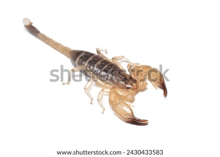 Closeup picture of a female of the infamous and possibly dangerous yellow scorpion Hemiscorpius arabicus (Scorpiones: Hemiscorpiidae) from the United Arab Emirates, photographed on white background.