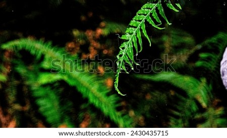 
In the heart of nature's embrace, a serene scene unfolds. Towering trees stand as guardians, their leaves whispering secrets to the wind. A gentle stream winds its way through the landscape, its surf Royalty-Free Stock Photo #2430435715