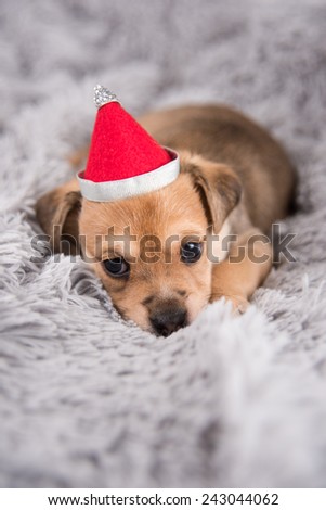 Tiny Adorable Puppy on Fluffy Gray Blanket Wearing Red Santa Hat