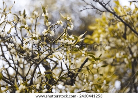 Mistletoe is a semi-parasitic plant that grows on the branches of trees. Parasitic plant, Viscum album