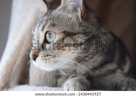 female tabby looking to the side Royalty-Free Stock Photo #2430441927