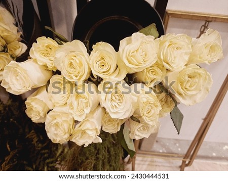 yellow rose flower photography. this is uncommon one flower.this is so beautiful flower photography image. 
