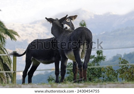 Couple of cute donkeys loving each other on a farm. Two loving jackasses kissing each other in a scenic rural area with mountains in the background. Beautiful farm animals roaming freely. Royalty-Free Stock Photo #2430454755