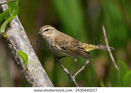 songbird, bird, sparrow, mockingbird, avian, forest