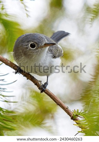 songbird, bird, sparrow, mockingbird, avian, forest
