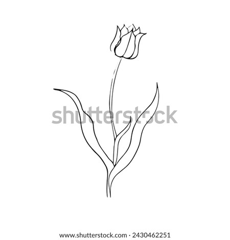 illustration of a tulip drawn in vector, spring bulbous flower. Royalty-Free Stock Photo #2430462251