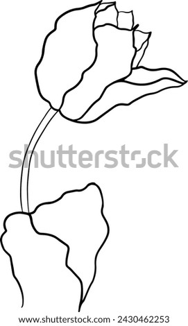 illustration of a tulip drawn in vector, spring bulbous flower. Royalty-Free Stock Photo #2430462253