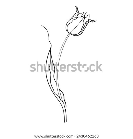 illustration of a tulip drawn in vector, spring bulbous flower. Royalty-Free Stock Photo #2430462263
