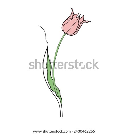 illustration of a tulip drawn in vector, spring bulbous flower. Royalty-Free Stock Photo #2430462265