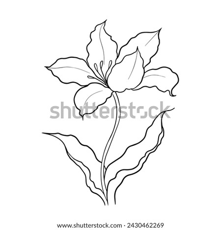 illustration of a tulip drawn in vector, spring bulbous flower. Royalty-Free Stock Photo #2430462269