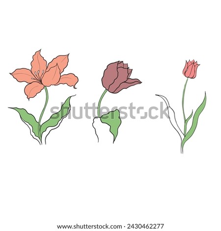 illustration of a tulip drawn in vector, spring bulbous flower. Royalty-Free Stock Photo #2430462277