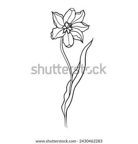 illustration of a tulip drawn in vector, spring bulbous flower. Royalty-Free Stock Photo #2430462283