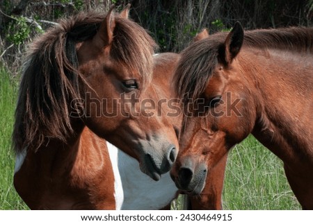 The wild horses of Assateague Island.