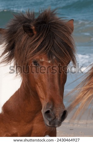 The wild horses of Assateague Island.