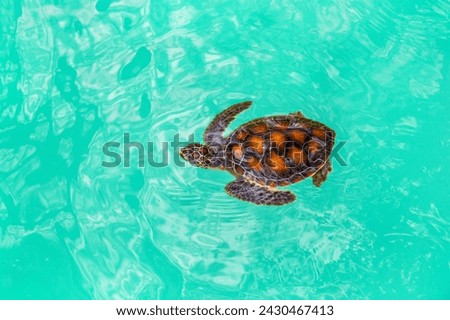 Beautiful baby green sea turtles cubs in a pond. Little turtles in pool. Cute baby Animal ,slow life ,Cute turtles. at Songkhla, Royal Thai Navy Sea Turtle Conservation Center. Royalty-Free Stock Photo #2430467413