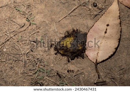 Carpenter ants (Camponotus gibber) large endemic ant indigenous to many forested parts of world. Species endemic to Madagascar. large endemic Madagascar ants eat banana peels Royalty-Free Stock Photo #2430467431
