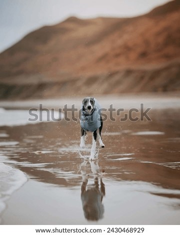 Portrait of a cute Italian Greyhound in the beach.