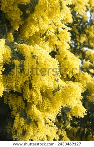 Acacia dealbata in bloom, Acacia derwentii  with yellow flowers on blue background, mimosa tree Royalty-Free Stock Photo #2430469127