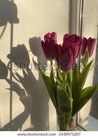 tulips in a vase whose shadow is reflected on the wall