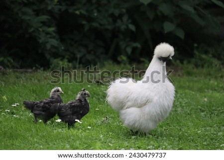 Silkie chicken with chicks following behind  Royalty-Free Stock Photo #2430479737
