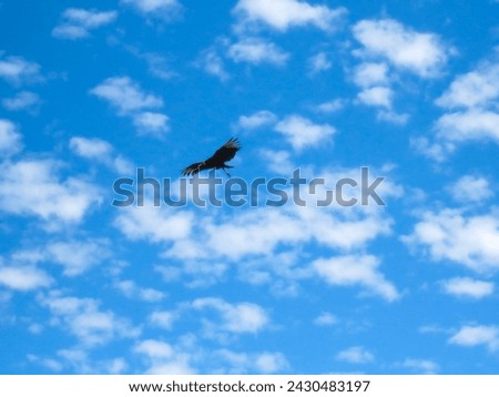 A vulture soars gracefully through the vast blue sky adorned with clouds. 